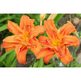 Hemerocallis Kwanso- sásliliom