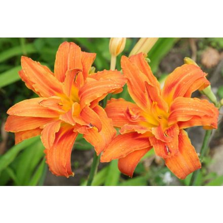 Hemerocallis Kwanso- sásliliom