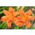 Hemerocallis Kwanso- sásliliom