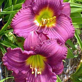 Hemerocallis Little Grapette - sásliliom, újravirágzó