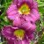 Hemerocallis Little Grapette - sásliliom, újravirágzó