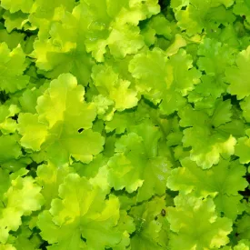 Heuchera Lime Marmelade - tűzeső