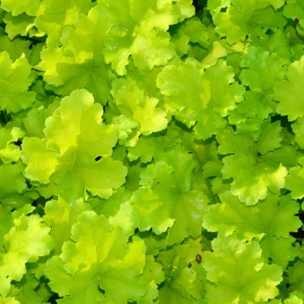 Heuchera Lime Marmelade - tűzeső