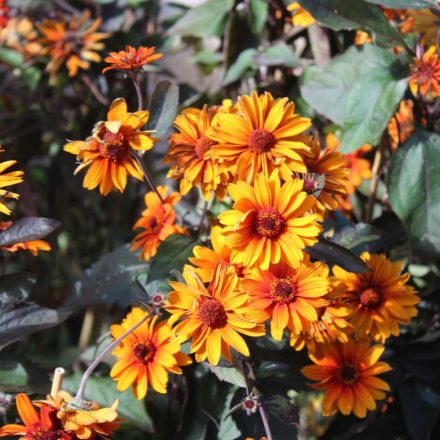 Heliopsis Luna Roja ® - napszemvirág