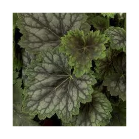   Heuchera Marvelous Marvelous Marble Silver- ezüstlevelű tűzeső