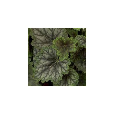 Heuchera Marvelous Marvelous Marble Silver- ezüstlevelű tűzeső