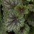 Heuchera Marvelous Marvelous Marble Silver- ezüstlevelű tűzeső
