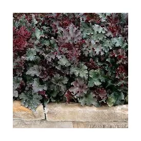 Heuchera micrantha Melting Fire- bíborlevelű tűzeső