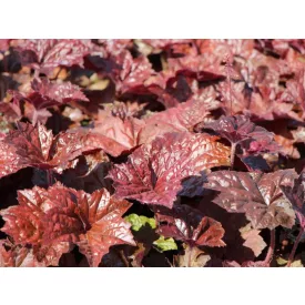 Heuchera micrantha Palace Purple- bíborlevelű tűzeső