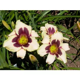 Hemerocallis Moonlit Masquerade - sásliliom, újravirágzó