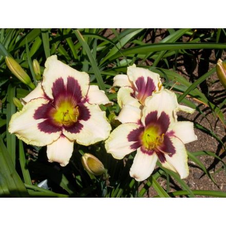 Hemerocallis Moonlit Masquerade - sásliliom, újravirágzó
