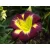 Hemerocallis Night Beacon- sásliliom, újravirágzó