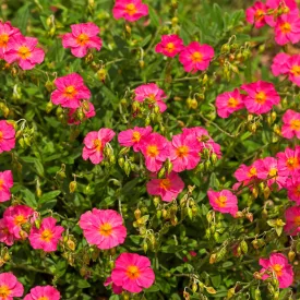 Helianthemum Cerise Queen - napvirág Cerise Queen