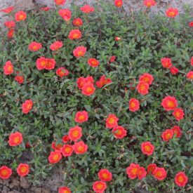 Helianthemum Rubin - napvirág Rubin