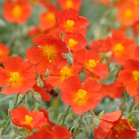 Helianthemum Watergate Orange - napvirág Watergate Orange