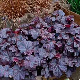 Heuchera Obsidian - tűzeső