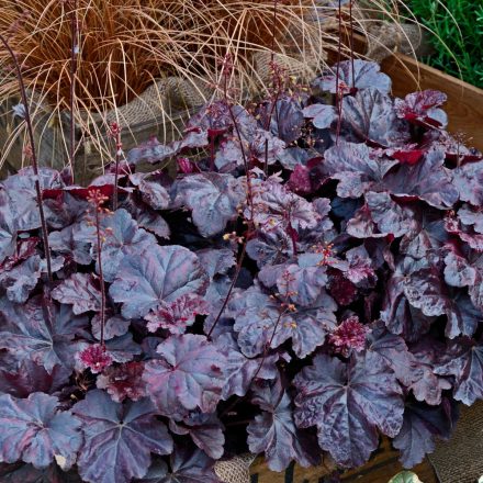 Heuchera Obsidian - tűzeső