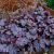 Heuchera Obsidian - tűzeső