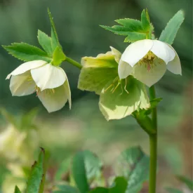 Helleborus orientalis - hunyor