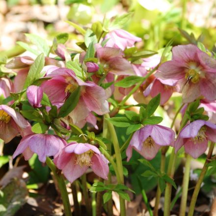 Helleborus orientalis - hunyor