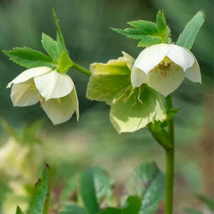 Helleborus orientalis - hunyor