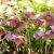Helleborus orientalis - hunyor