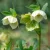 Helleborus orientalis - hunyor