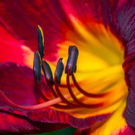 Hemerocallis Orange City - sásliliom