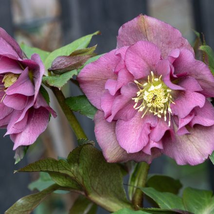 Helleborus orientalis Double Ellen Red - keleti hunyor