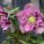 Helleborus orientalis Double Ellen Red - keleti hunyor
