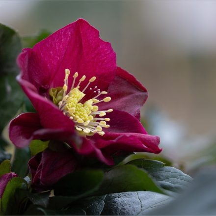 Helleborus orientalis Pretty Ellen Red - keleti hunyor