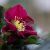 Helleborus orientalis Pretty Ellen Red - keleti hunyor