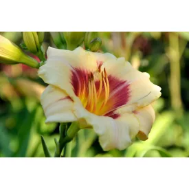 Hemerocallis Pandora's Box - sásliliom, újravirágzó