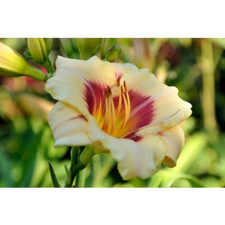 Hemerocallis Pandora's Box - sásliliom, újravirágzó