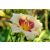 Hemerocallis Pandora's Box - sásliliom, újravirágzó