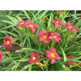 Hemerocallis Pardon Me - sásliliom, újravirágzó