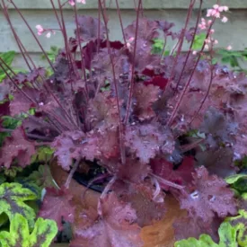 Heuchera Princess Diana - tűzeső