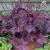 Heuchera Princess Diana - tűzeső