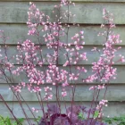 Heuchera Princess Diana - tűzeső