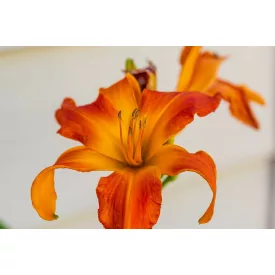 Hemerocallis Primal Scream - sásliliom, újravirágzó