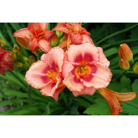 Hemerocallis Rosy Returns - sásliliom, újravirágzó