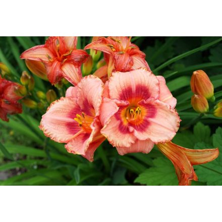 Hemerocallis Rosy Returns - sásliliom, újravirágzó