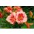 Hemerocallis Rosy Returns - sásliliom, újravirágzó
