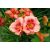 Hemerocallis Rosy Returns - sásliliom, újravirágzó