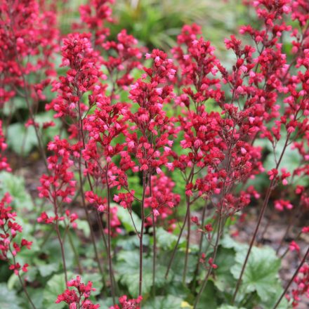 Heuchera sanguinea Coral Forest - tűzeső