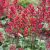Heuchera sanguinea Coral Forest - tűzeső