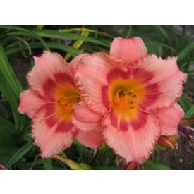 Hemerocallis Strawberry Candy - sásliliom, újravirágzó