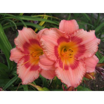 Hemerocallis Strawberry Candy - sásliliom, újravirágzó