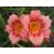 Hemerocallis Strawberry Candy - sásliliom, újravirágzó