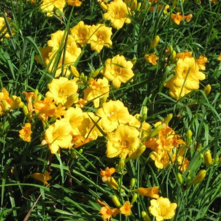 Hemerocallis Stella d'Oro - sásliliom